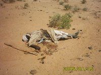 Darfur2cut-medium.jpg