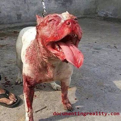 pitbull1.jpg