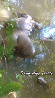 documentingreality.com-20-20girl-20found-20dead-2010.jpg