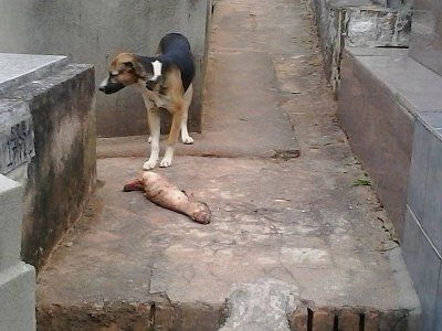 doggie.jpg