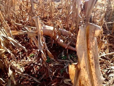 36-20yo-20woman-20found-20dead-20in-20cornfield-2001.jpg