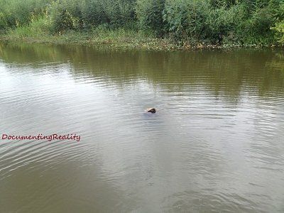 pond1.jpg