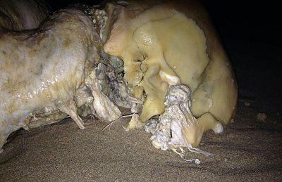partially-skeletonized-bloater-washed-up-beach-thailand-06-1.jpg