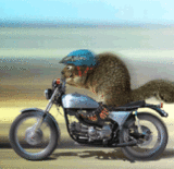 escaped.gif