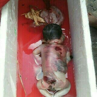 Name:  baby2.jpg
Views: 943
Size:  21.1 KB