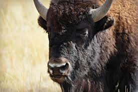 buffalo.jpg
