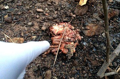 scooter-booter-knocks-heads-tree-3-uttaradit-th-mar-12-17.jpg