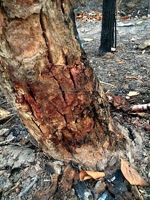 scooter-booter-knocks-heads-tree-7-uttaradit-th-mar-12-17.jpg