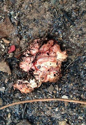 scooter-booter-knocks-heads-tree-9-uttaradit-th-mar-12-17.jpg