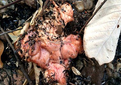 scooter-booter-knocks-heads-tree-10-uttaradit-th-mar-12-17.jpg