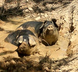Pigs%2003.jpg