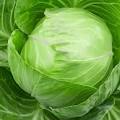 1-Cabbage.jpeg