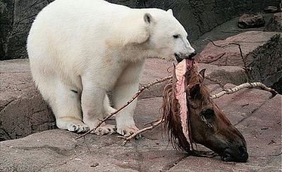 charonboat_dot_com_polar_bear_zoo2.jpg