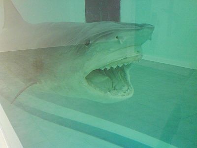 800px-shark84.jpg