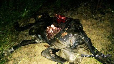 documentingreality.com-20-20fatal-20collision-20with-20cow-2007.jpg