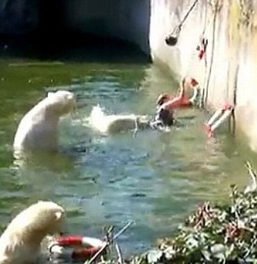 polar_bears_attack_woman_03.jpg