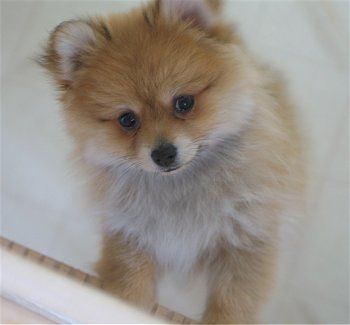 7_pomeranian-puppy.jpg