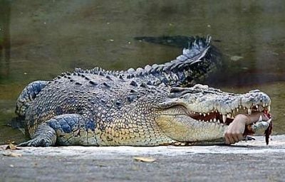 crocodilearm_wideweb__470x301-0.jpg