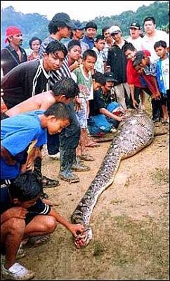 anaconda_1.jpg