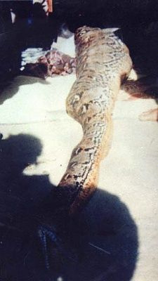 anaconda_2.jpg
