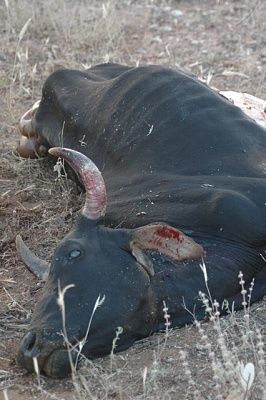 dead-cow.jpg