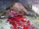deadcow1.jpg
