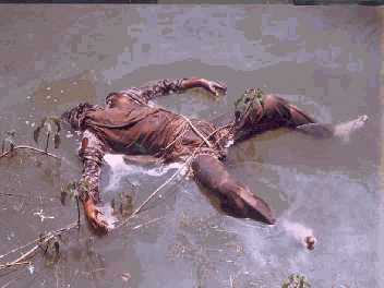 Image538.gif