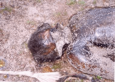 Image535.gif