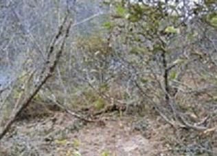 areanearcampsite-1.jpg