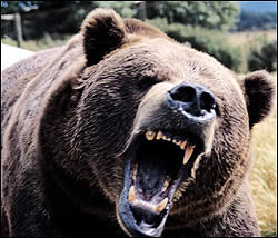 P2_c_fea_AP_Grizzley_Attac.jpg