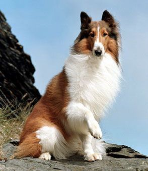 Lassie.jpg