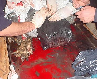 terrorism_20_04.jpg