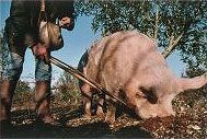 06truf-pig.jpg