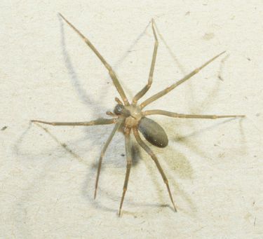 spider5.jpg