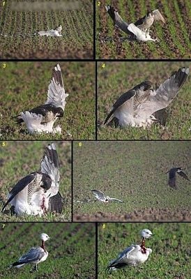 bird.jpg