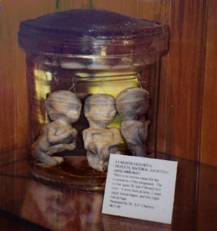 babys.jpg