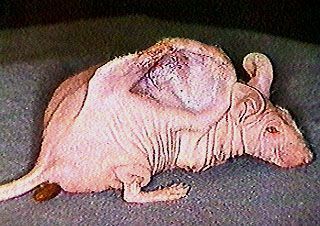 chimera-mouse-ear.jpg