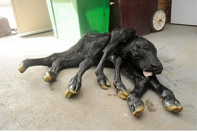 7-legged-calf-born.jpg