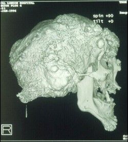 elepha12.jpg