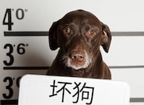 Name:  BAD_DOG.jpg
Views: 78
Size:  6.4 KB