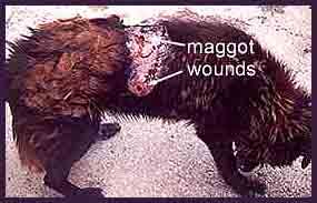 maggots.jpg