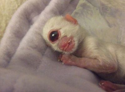 12_bmp_stangest_deformed_animals-s561x414-11581-580.jpg