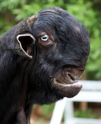 deformed-goat-i-think.jpg