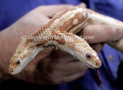 double-head-snake.jpg