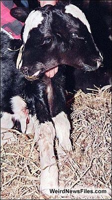 mutantcow-weirdphotos.jpg