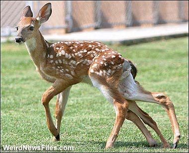 mutantdeer-weirdphotos.jpg