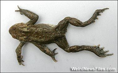 mutantfrog-weirdphotos.jpg