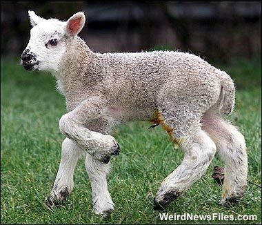 mutantlamb-weirdphotos.jpg