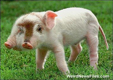 mutantpig-weirdphotos.jpg