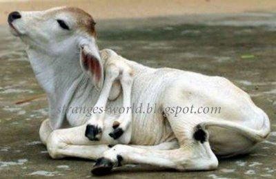 strange-cow.jpg